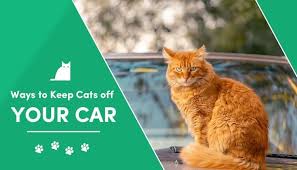 Installing chicken wire or latticework could be very effective in preventing the stray cat from making a home under your house. 20 Simple Ways To Keep Cats Off Your Car Excited Cats