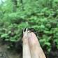 Nature on Tap: Salamander Meet and Greet
