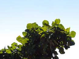 Image result for Erythrina latissima