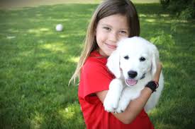 $2600.00 millersburg, pa english cream golden retriever puppy. English Cream Golden Retrievers German Shepherds New Leaf Acres