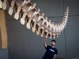 Whales are a widely distributed and diverse group of fully aquatic placental marine mammals. How To Give Dead Animals A Second Life The Art Of Skeleton Articulation Science Smithsonian Magazine