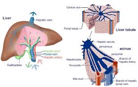 The liver (hepar) is an extremely important organ in the body of mammals and vertebrates as it provides functions essential for life. 1 Liver Structure And Functional Subunits 25 Download Scientific Diagram