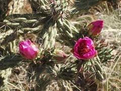 Image result for Opuntia imbricata