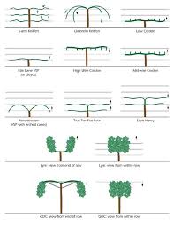 Grapevine Training Grape Plant Growing Grapes Grape Vine Trellis