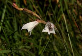 Image result for Gladiolus zimbabweensis