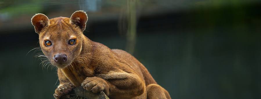 Fossa-uitleenservice: Ambila op liefdesmissie in Parijs! – Pakawi Park