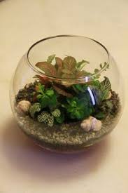 Pearlyshinyshells Available Stock Goldfish Bowl Terrarium Fish Plants
