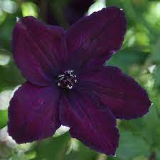 Check spelling or type a new query. Clematis Dark Eyes Clematis Group 3 Clematis Flower Late Summer Flowers Clematis Plants