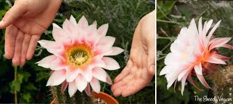 Grow cactus seeds and how to grow cactus from seed a to z how to propagate succulents. How To Grow Cacti How To Get A Cactus To Flower The Greedy Vegan