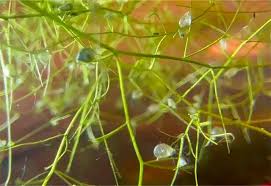 Image result for Utricularia gibba