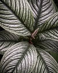 Image result for Ardisia buesgenii