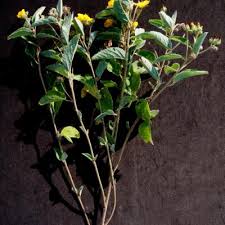 Image result for Melhania acuminata