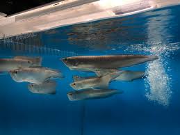 Image result for Faroa affinis