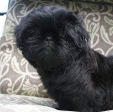 Black Shihtzu Shihtzu Shih Tzu Puppy Black Shih Tzu Shih Tzu