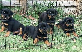 German rottweiler puppies for sale in florida. Pennysaver Champions Rottweiler Puppies For Sale In Miami Dade Florida Usa