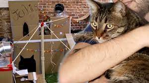 16 Badass Cat Forts
