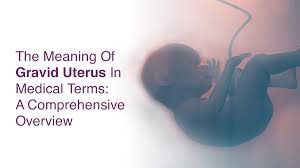 Image result for uterus