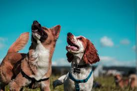 Learn more about passion for pets rescue in brunswick, me, and search the available pets they have up for adoption on petfinder. How To Adopt A Dog In Maine Rescues Fees More