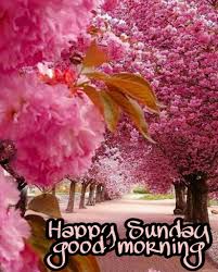 Good Morning Sunday Images With Beautiful Flowers Good Morning Happy Sunday Happy Sunday Images Sunday Images