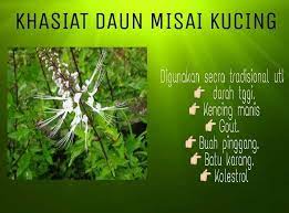 Pengobatan untuk penyakit ini biasnya ditujukan untuk. Khasiat Misai Kucing Minuman Botani Temu Kasih Facebook