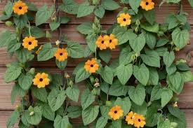 Image result for Thunbergia stelligera