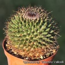 When it comes to desert plants, cactus is the king. Mammillaria Carnea