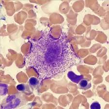 Image result for mastocytoma in dogs
