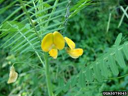 Image result for Sesbania brevipedunculata