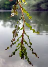 Image result for Potamogeton schweinfurthii