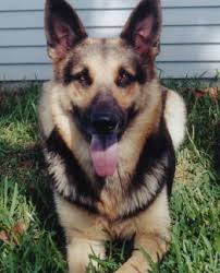 We specialize in purebred akc german shepherd puppies! Able K 9 Academy Working Dog Club