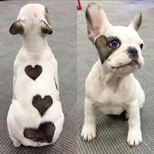 Trevor Le Woof On Twitter Cute Animals Cute Baby Animals Cute Dogs