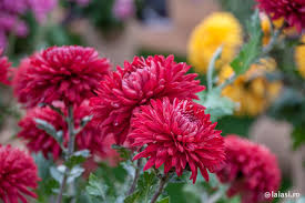 Crizantemele sunt unele dintre cele mai indragite flori de toamna. ExpoziÅ£ia Flori De ToamnÄƒ Din 26 Octombrie 2019 La GrÄƒdina BotanicÄƒ Din Iasi La Iasi