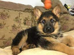 Get a boxer, husky, german i have 6 registered german shepherd puppies available located near woodstock. Bear German Shepherd Puppy For Sale In Gap Pa Happy Valentines Day Happyvalentinesday2016i