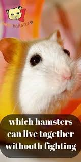 Why Hamsters Fight Hamster Breeds That Can Live Together Hamster Breeds Hamster Hamster Care