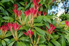 Image result for Pieris japonský obrázek