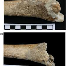 Pdf Calculated Or Caring Neanderthal Healthcare In Social Context