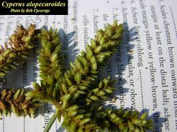 Image result for Cyperus latifolius