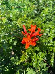 Image result for Tecomaria