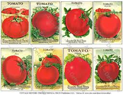 Antique Tomato Seed Packets Real Stickers Vintage Seed Etsy Seed Packets Seed Pack Seed Packaging