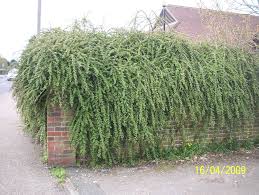 Image result for Cotoneaster