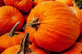 I am looking at this as an alternative to metamucil. Pumpkin For Diarrhea In Dogs And Cats Dr Erik Johnson Veterinarian
