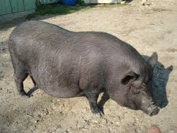 Vand 4 porci , de. Anunt Vand Porci Maramures