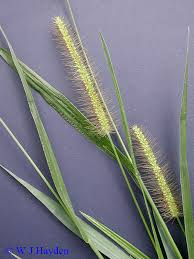 Image result for Setaria parviflora