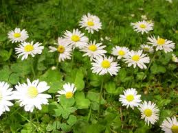Image result for Bellis