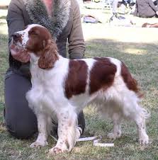 Image result for velššpringršpaněl