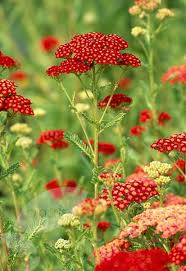 Yarrow Achillea Millefolium Red Velvet Sun Flowers Perennials Plants Rose Companion Plants