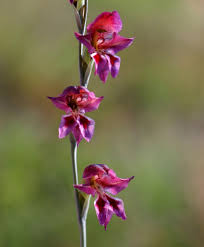 Image result for Gladiolus unguiculatus