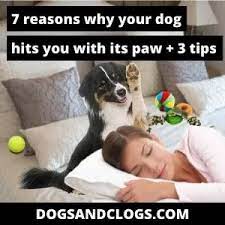 7 Reasons Why Your Dog Hits You With Its Paw 3 Tips Dogsandclogs