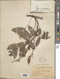 Image result for Otholobium foliosum