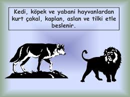 Hayvanlar Canlidir Insanlar Bitkiler Ve Hayvanlar Dunyadaki Canli Varliklardir Canli Varliklarin Beslenme Hareket Etme Solunum Yapma Buyume Cogalma Ppt Indir